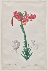 Lillium Pomponium (Turbán Liliom), 7. lemez a Les Liliacées-től alkotó: De Gouy