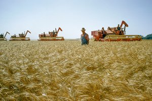 Egy gazda derékig érő búzán sétál, miközben mögötte kombájnok kavarognak. Partridge, Kansas.