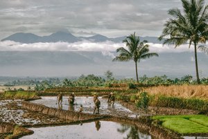 Jáva, Bandung. A gazdák a teraszos rizsföldjeik gátjait alakítják, Bandung, Jáva