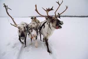 Rénszarvasok húzzák a havon keresztül a szánon a szajámi, vagy lapp fejeseket. Lovozero közelében, Oroszországban...