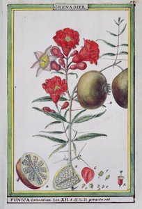 Gránátalmafa, Florindie vagy Historie physico-economic des vegetaux de la Torride, 1789 alkotó: Delahaye
