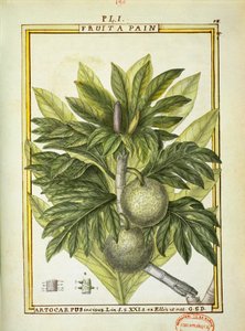 Kenyérgyümölcs (Artocarpus altilis), Delahaye akvarellje
