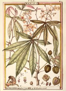 Manóka (Jatropha manihot), Delahaye, akvarell