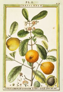 Krizoméla (Chrysomelis senticosa), Delahaye akvarellje