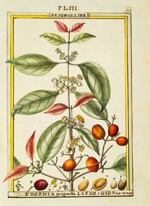 Eugenia Brignolla, Delahaye akvarellje