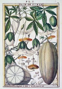 Baobab fa (Adansonia digitata) gyümölcsei és virágai, Delahaye, Florindie vagy Historie physico-economic des Vegetaux de la Torride