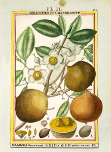 Mammee alma (Mammea americana), Delahaye akvarellje