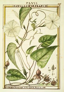 Holdvirág vagy holdszőlő (Ipomoea Alba), Delahaye akvarellje