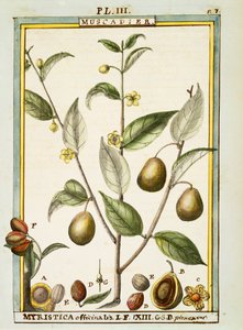 Szerecsendió (Myristica fragrans vagy officinalis), Delahaye akvarellje