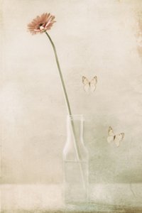 Finom Gerbera: Pillangó álom alkotó: Delphine Devos