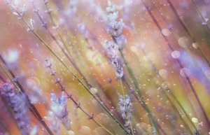 Álomszerű levendula bokeh