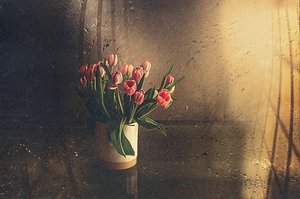 Rózsaszín tulipánok reggeli fényben alkotó: Desislava Ignatova