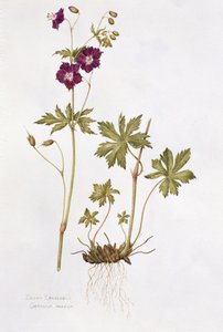 Dusky Cranesbill (wc papíron) alkotó: Diana Everett