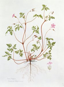 Herb Robert (wc papíron) alkotó: Diana Everett
