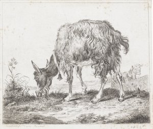 Legelő kecske haranggal