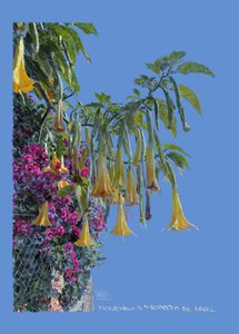  alkotó: Diego Beyro