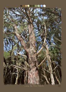  alkotó: Diego Beyro