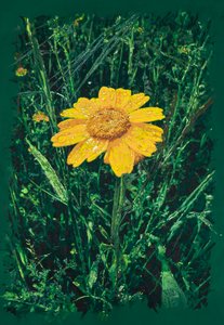  alkotó: Diego Beyro