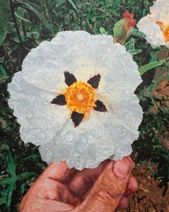  alkotó: Diego Beyro