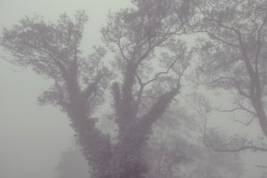  alkotó: Diego Beyro