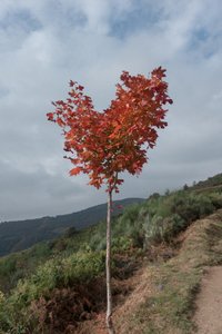  alkotó: Diego Beyro