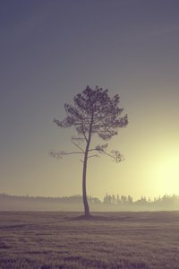  alkotó: Diego Beyro