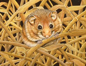 Ehető Dormouse, 1993