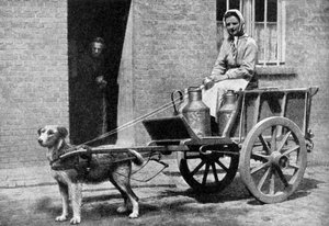 Egy belga tejesnő reggeli körútján, Belgium, 1922. alkotó: Donald McLeish