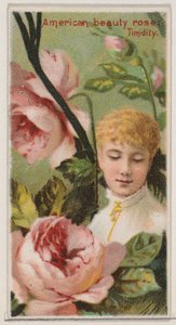 American Beauty Rose: Félénkség, a Virágszépségek és a Virágok nyelve N... sorozatból, 1892.