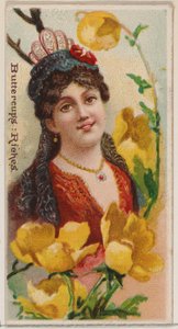 Boglárkák: Gazdagság, a Virágszépségek és a Virágok nyelve című sorozatból N75 Duke... számára, 1892.