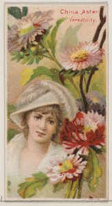 Kínai őszirózsa: Sokoldalúság, a Floral Beauties and Language of Flowers N75 fo..., 1892 sorozatból.
