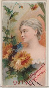 Krizantém: Lemondás, a Virágszépségek és a Virágok nyelve sorozatból N75 ..., 1892. alkotó: Donaldson Brothers