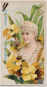Gilly-flower: Fading Beauty, a Virágszépségek és a Virágok nyelve sorozatból N7..., 1892.
