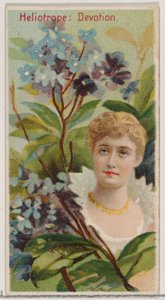 Heliotrope: Devotion, a Virágszépségek és a Virágok nyelve című sorozatból N75 Du..., 1892.
