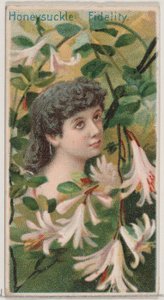 Honeysuckle: Fidelity, a Floral Beauties and Language of Flowers N75 for D... sorozatból, 1892.