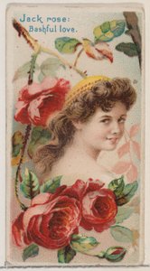 Jack Rose: Bashful Love, a Virágos szépségek és a Virágok nyelve című sorozatból N75 for..., 1892.