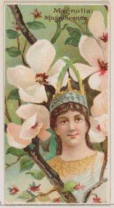 Magnolia: Magnificence, a Virágok szépségei és a Virágok nyelve sorozatból N75, ..., 1892.
