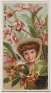 Orchidea: Trust, a Virágszépségek és a Virágok nyelve sorozatból N75 Duke Bran..., 1892.