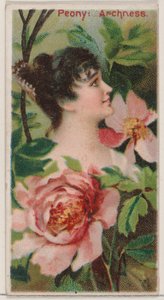 Bazsarózsa: Archness, a Virágszépségek és a Virágok nyelve című sorozatból N75 Duke br... számára, 1892.