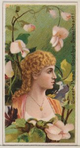 Sweet-Peas: Viszlát édes!, a Virágok szépségei és a Virágok nyelve ... sorozatból, 1892.
