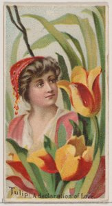 Tulipán: A szerelem nyilatkozata, a Virágok szépségei és a Virágok nyelve sorozatból N75..., 1892.