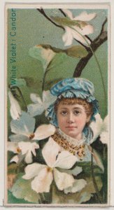 White Violet: Candor, a Virágszépségek és a Virágok nyelve című sorozatból N75 for Du..., 1892.