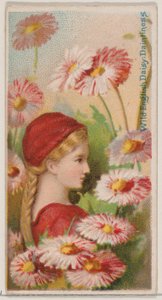 Wild English Daisy: Dintiness, a Virágok szépségei és a Virágok nyelve N... sorozatból, 1892.