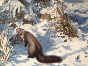 Stone Marten a hóban (olaj, vászon)