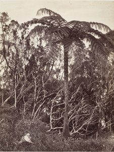 Páfrány, 1863.