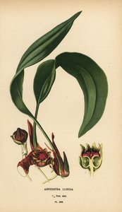 Aspidistra lurida. Kromolitográfia Desire Bois illusztrációjából Edward Step kedvenc virágai a kertből és az üvegházból, Frederick Warne, London alkotó: Désiré Georges Jean Marie Bois
