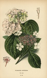Nagylevelű hortenzia, Hortenzia macrophylla.