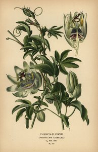 Kék golgotavirág, Passiflora caerulea. alkotó: Désiré Georges Jean Marie Bois