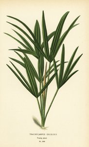 Széleslevelű nőpálma vagy bambuszpálma, Rhapis excelsa (Trachycarpus excelsus). Kromolitográfia Desire Bois illusztrációjából Edward Step kedvenc virágai a kertből és az üvegházból, Frederick Warne, London