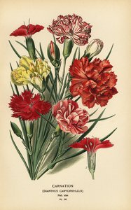 Szegfű, Dianthus caryophyllus. alkotó: Désiré Georges Jean Marie Bois